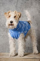 Strickanleitung Stylecraft Special DK No. 9311 Hundejacke-3
