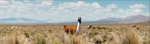 NATURAL LAMA FINE & CHUNKY